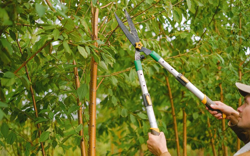 Tree trimming in Casper, WY